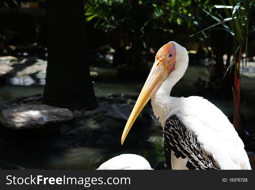 Lessor adjutant stork is found widely in SE asia, China and Swa. Lessor adjutant stork is found widely in SE asia, China and Swa