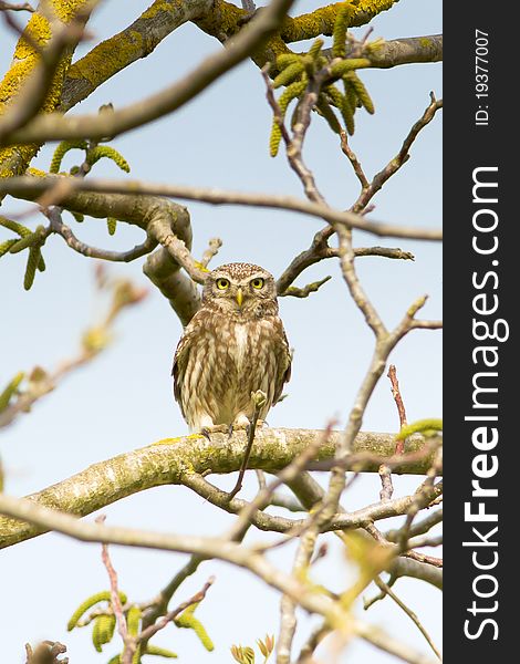 Little Owl in a tree / Athene noctua. Little Owl in a tree / Athene noctua