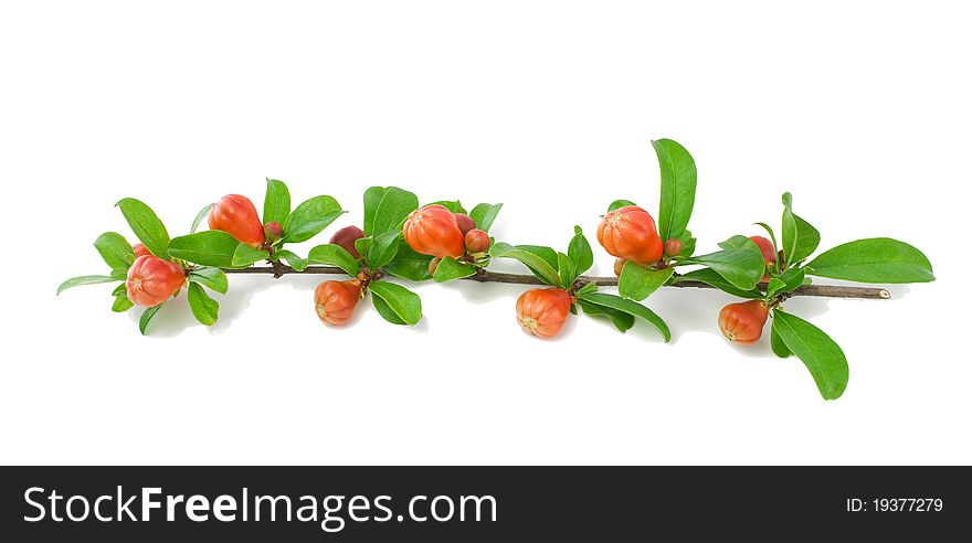 Blossoming branch of a garnet tree. Isolated on a white background. Blossoming branch of a garnet tree. Isolated on a white background.