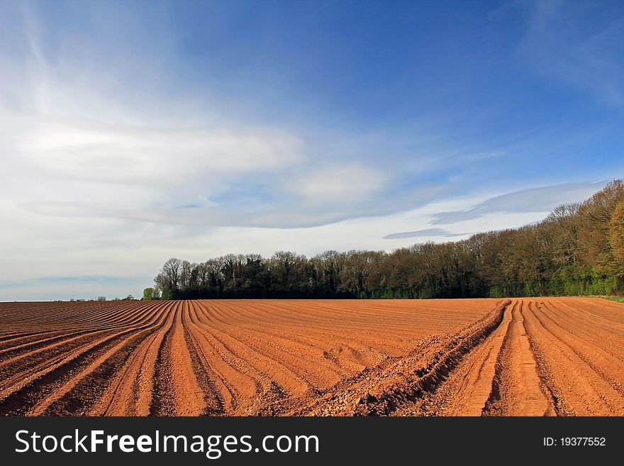 Ploughed and Furrowed Potato Field with blue skies above, Cawston Woods,. Ploughed and Furrowed Potato Field with blue skies above, Cawston Woods,