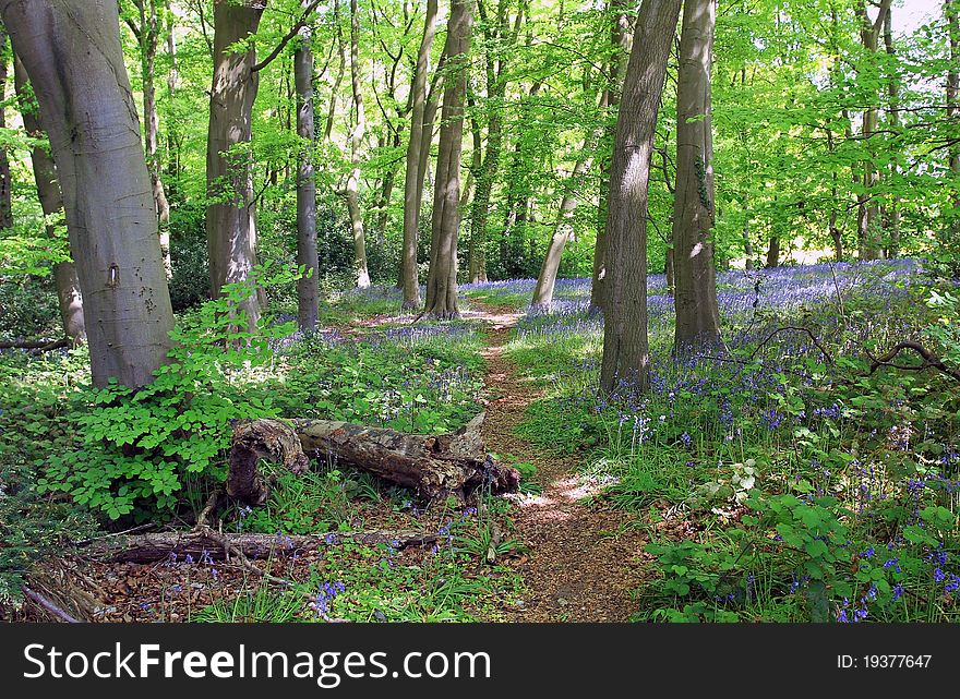 Blue Bell Woods, Cawston, Warwickshire, England