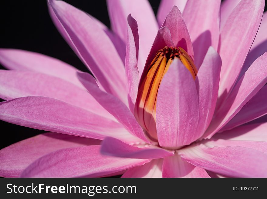 Close up of pink water lily in Asia. Close up of pink water lily in Asia