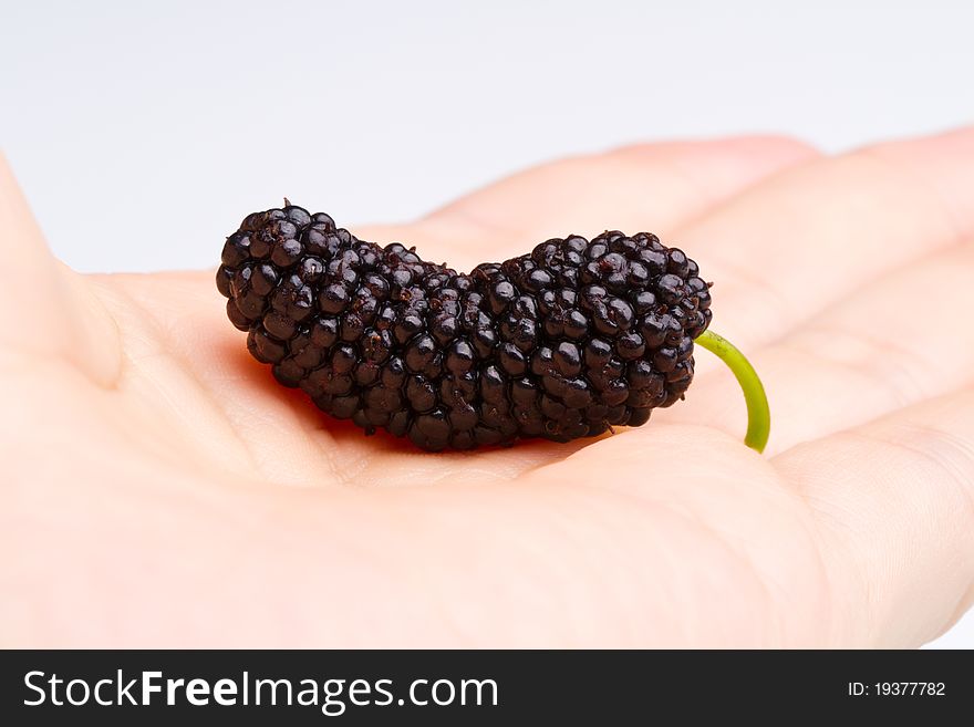 A mature mulberry is lying on the hand. A mature mulberry is lying on the hand.