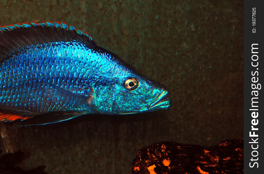 Bright blue African Cichlid near a log in an aquarium. Bright blue African Cichlid near a log in an aquarium.