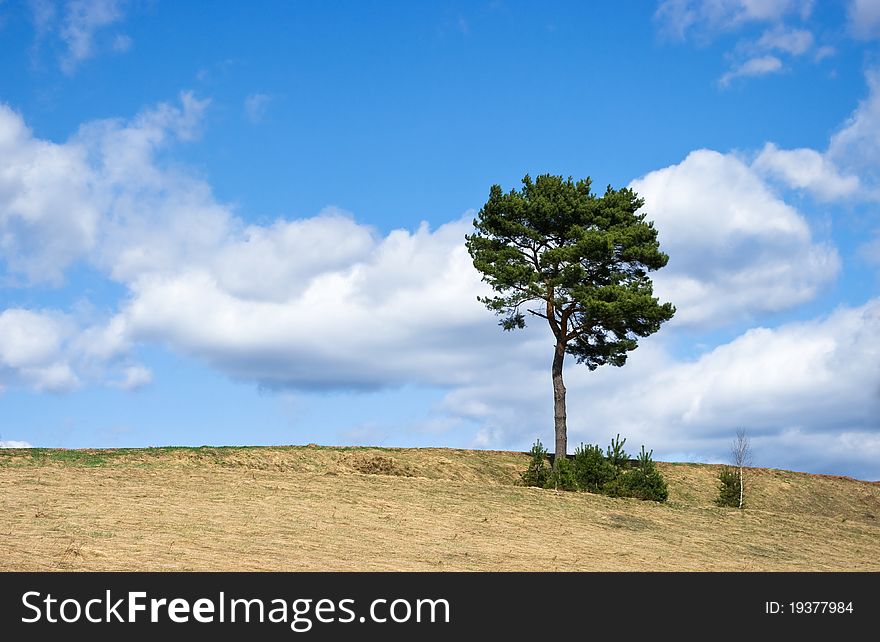 Lonely tree and beautiful sky