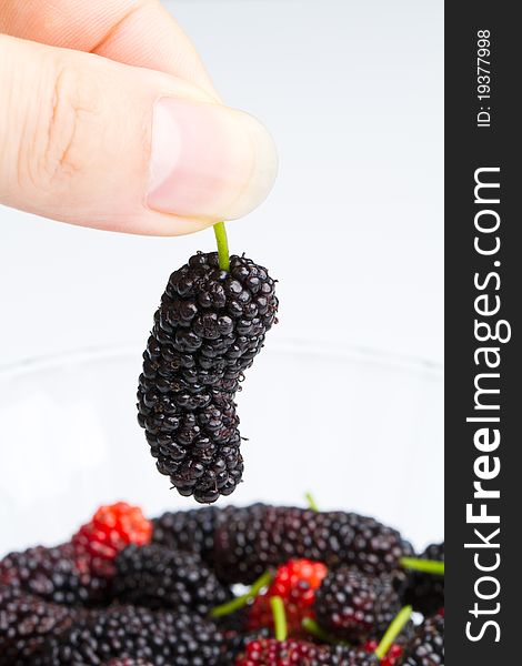 Taking a mature mulberry in hand out from a bowl of mulberries. Taking a mature mulberry in hand out from a bowl of mulberries.