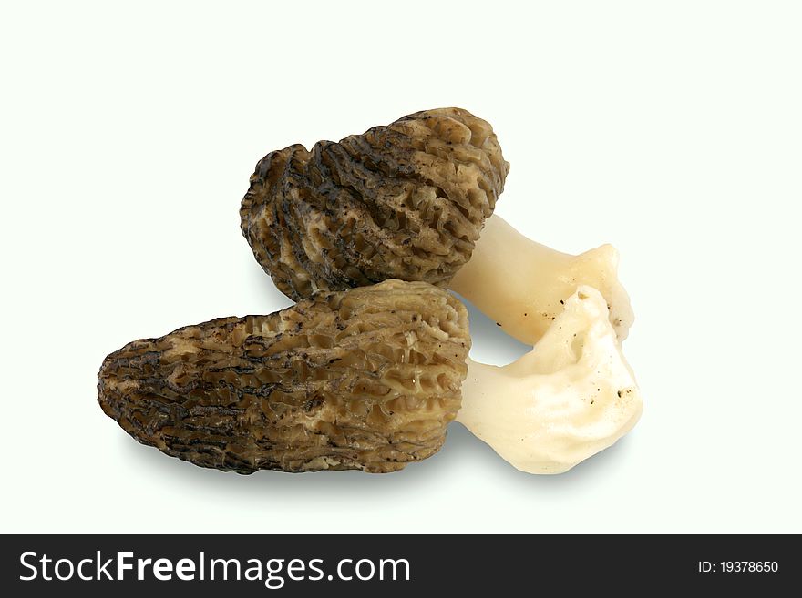 Morel isolated on white background. Morel isolated on white background