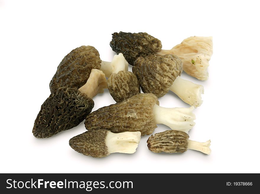 Morel on a white background