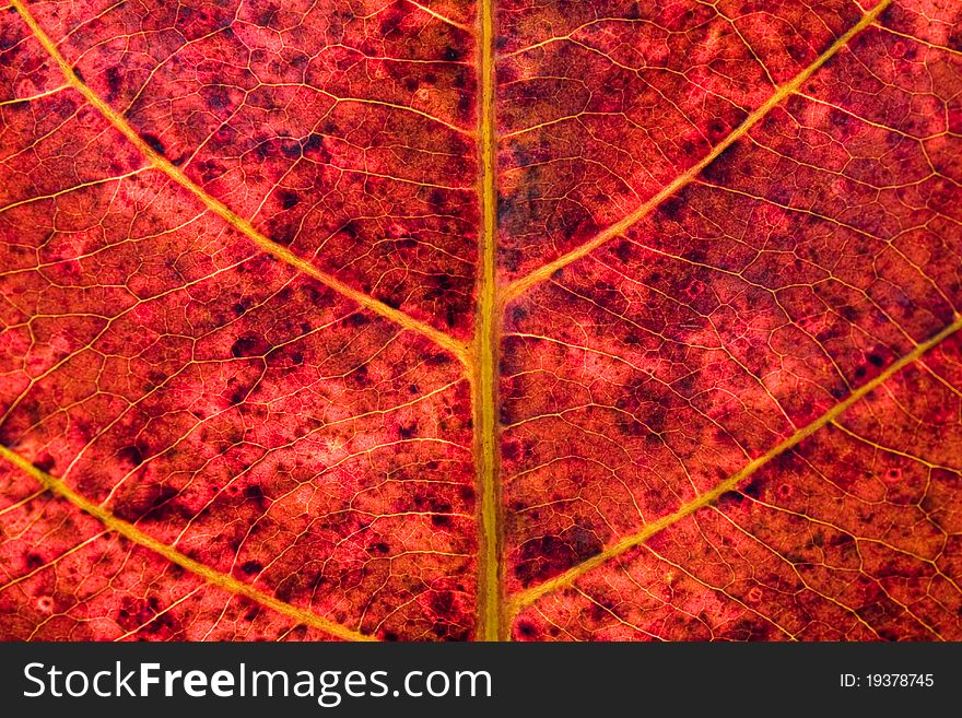 A red leaf texture background