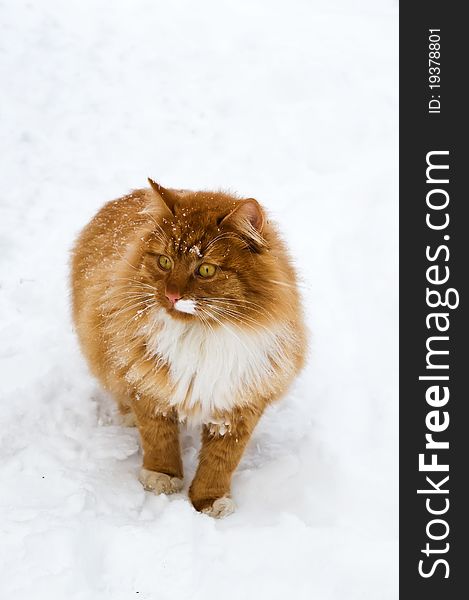 Orange cat in snow. winter time