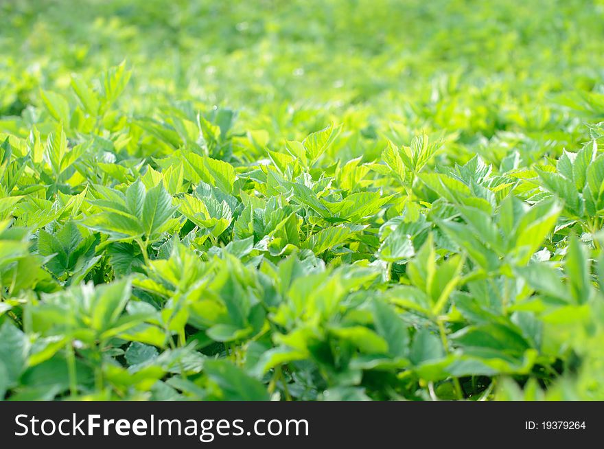 Background Of Green Leaves