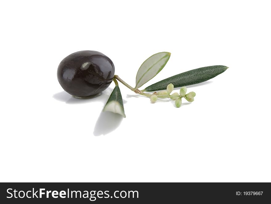 Olive on a blossoming branch with leaves in oil.
 Isolated on a  white background.