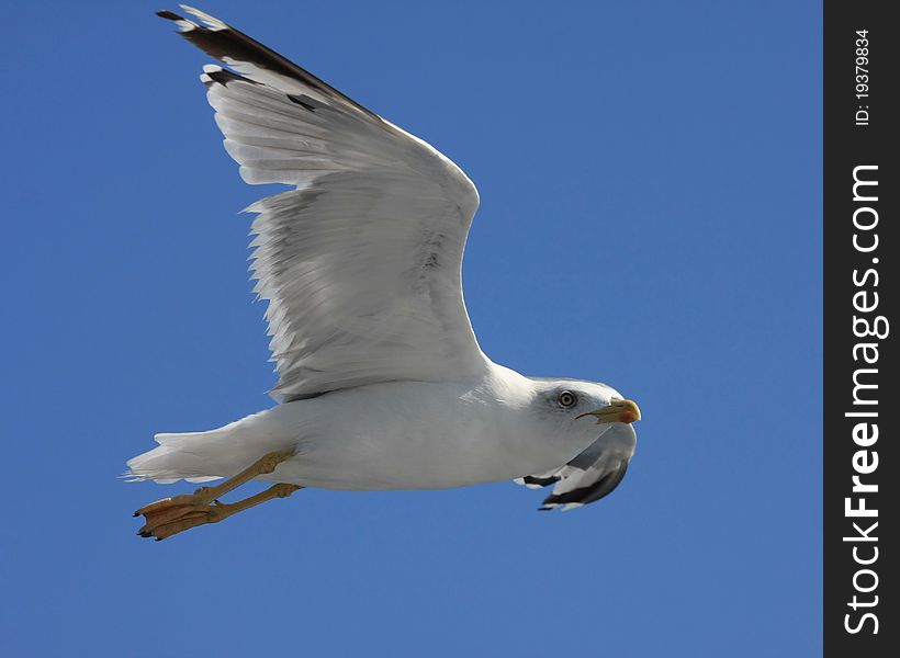 Seagull flying near Holy mountain Athos,third leg of Greek peninsula Chalkidiki