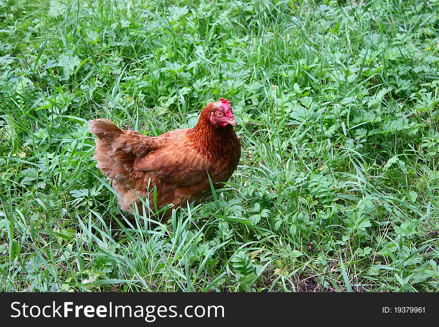 Portrait of a free-range chicken against background of grass.