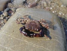 Crab On A Rock Royalty Free Stock Image