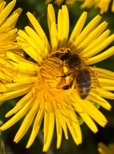 Dandelion Stock Images Dandelion Stock Images