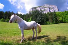 White And Black Horses Stock Photography