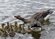 Goose Whit Goslings Royalty Free Stock Images