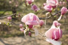 Pink Magnolia In Bloom Stock Photo Pink Magnolia In Bloom Stock Photo