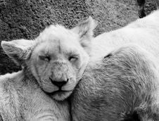 Lion Cubs Sleeping Royalty Free Stock Photography