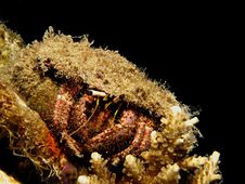 Hermit Crab Royalty Free Stock Photography Hermit Crab Royalty Free Stock Photography