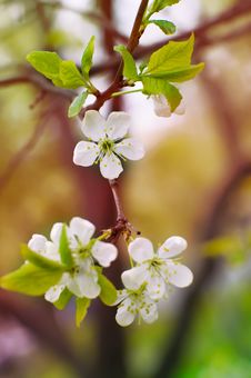 Young Blossoms In Spring Stock Photo Young Blossoms In Spring Stock Photo