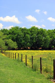 Pasture With Yellow Flowers And Fence Royalty Free Stock Photography Pasture With Yellow Flowers And Fence Royalty Free Stock Photography
