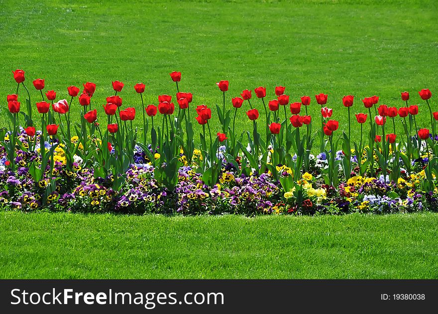 Red tulips isolated on green grass background. Red tulips isolated on green grass background