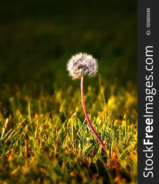 A dandelion standing alone in the grass. A dandelion standing alone in the grass.