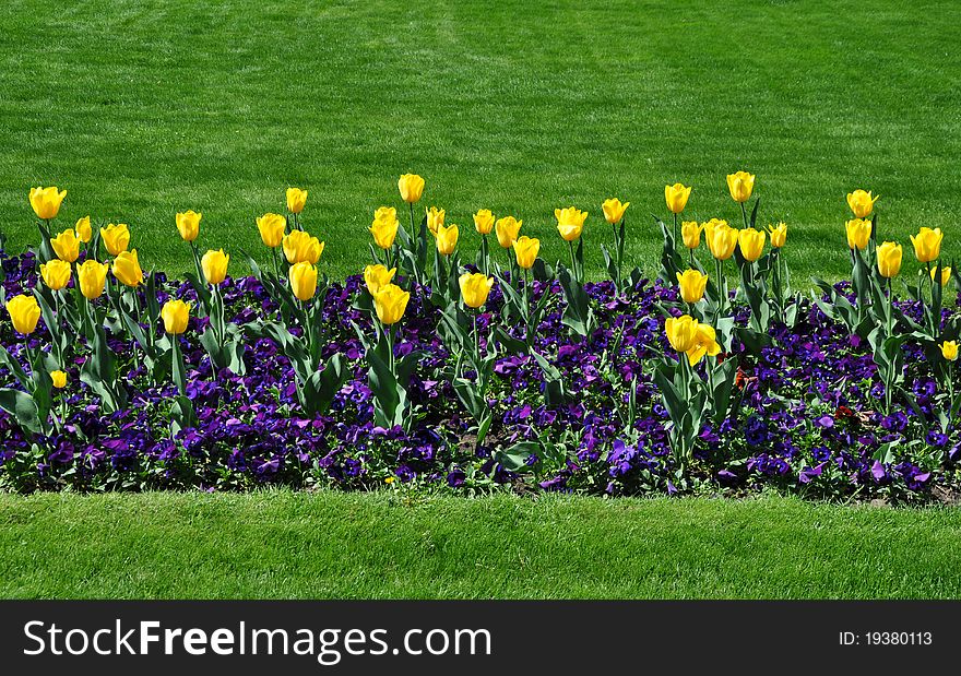 Yellow tulips isolated on green grass background