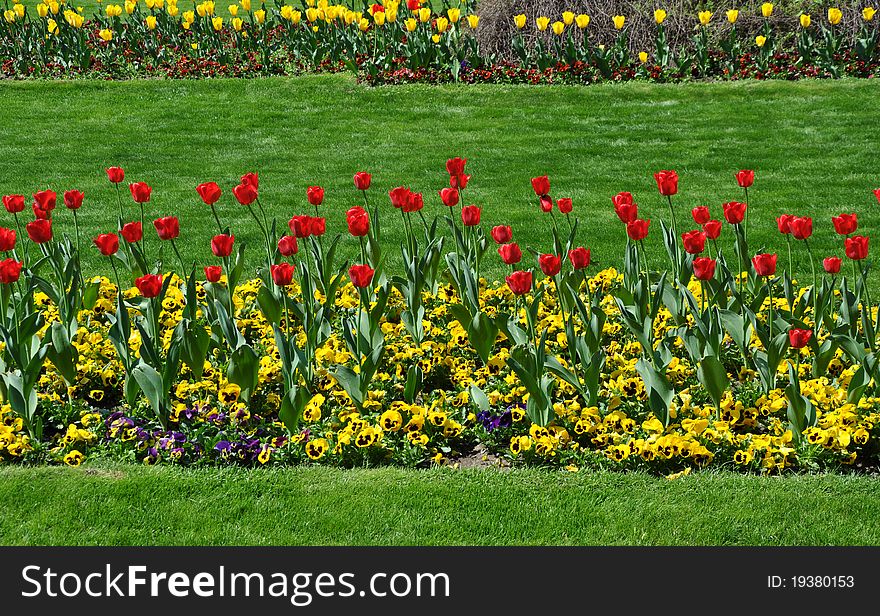 Red tulips isolated on green grass background. Red tulips isolated on green grass background