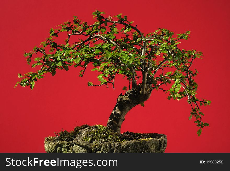 A Home grown Bonsai Tree from seed with a red background.