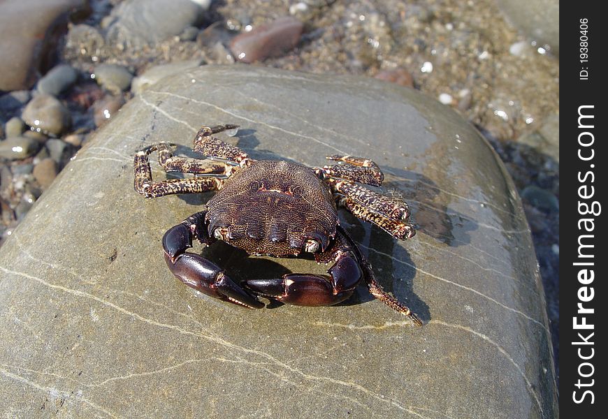Crab on a rock on the beach in the summer close-up