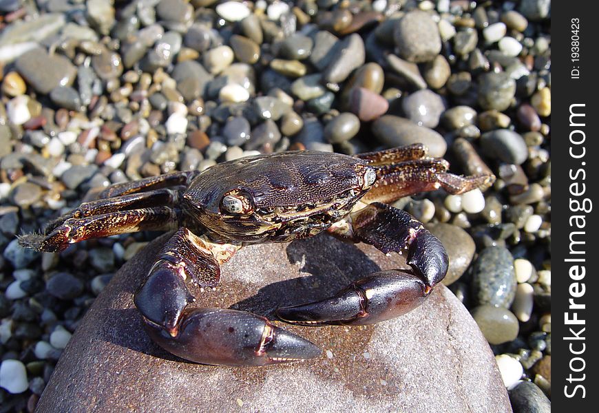 Crab on a rock on the beach in the summer close-up