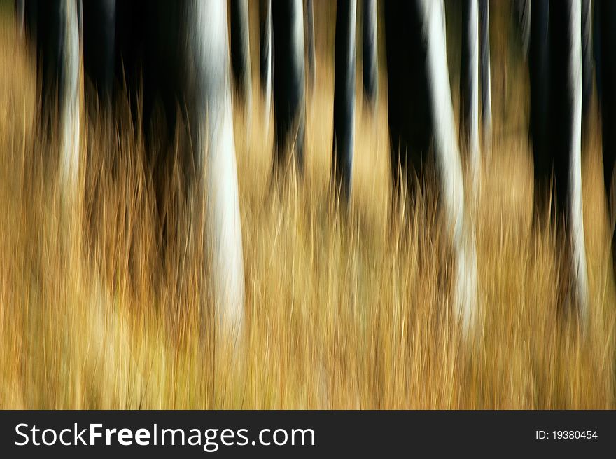 Beechen tribes in wood grass. Beechen tribes in wood grass.