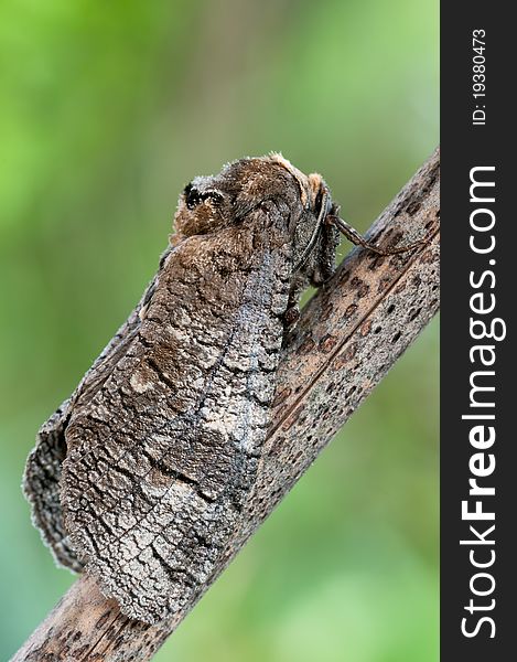 A Goat Moth on a brown branch. A Goat Moth on a brown branch