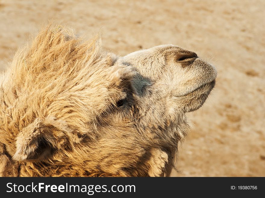 Camel's muzzle against a natural background