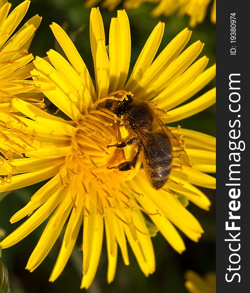 Dandelion flower and smal bee