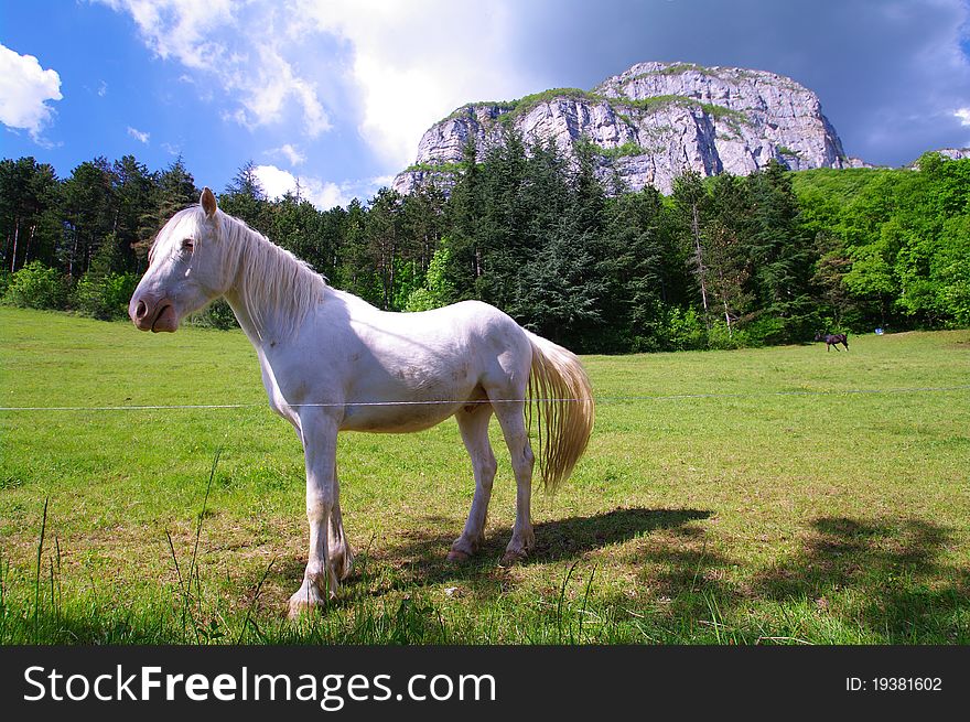 White and black horses in a meadow in french alps