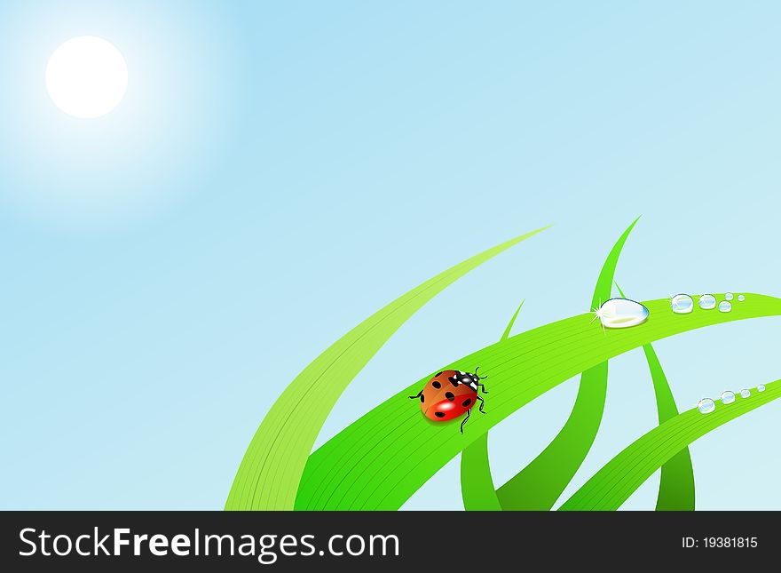 Ladybird on blade of grass is shown in the picture. Ladybird on blade of grass is shown in the picture.