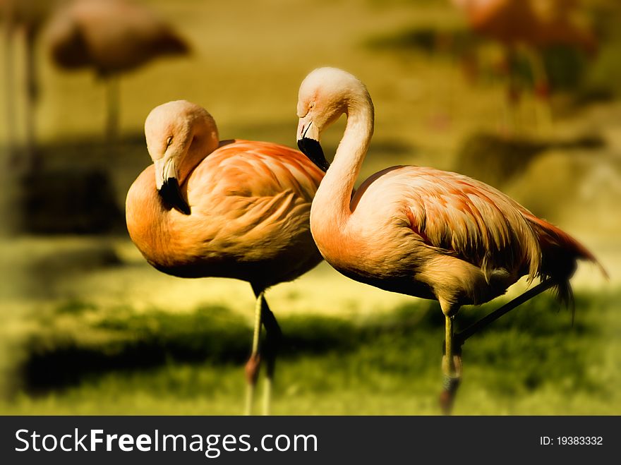 Two flamingos in sunny day