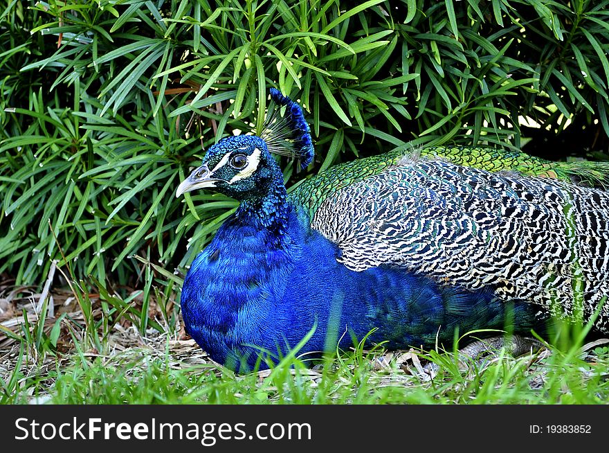 Peacock At A Florida Park