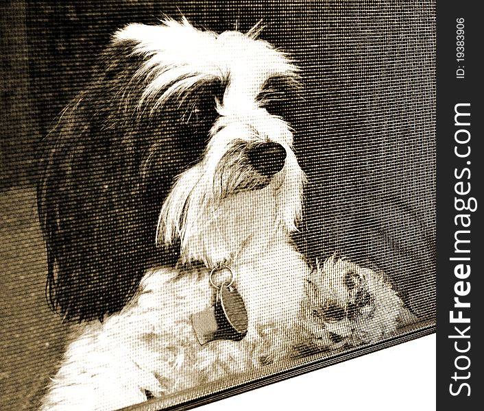 A black and white dog standing at a window. A black and white dog standing at a window