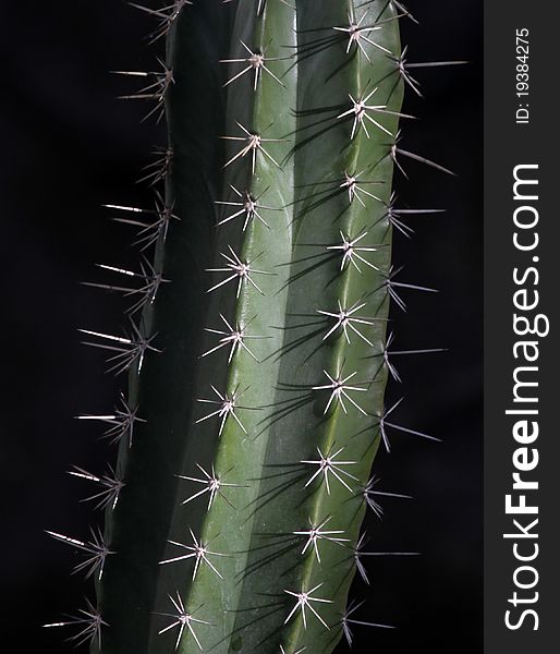 Close Up Cacti Spike Details With Black Background. Close Up Cacti Spike Details With Black Background