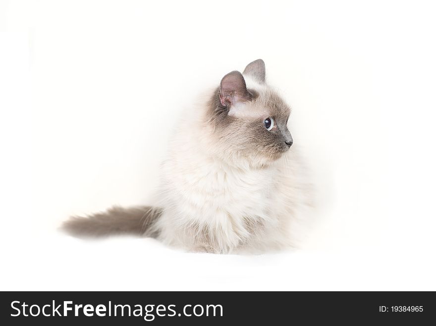 Cute young light cat sit on white back