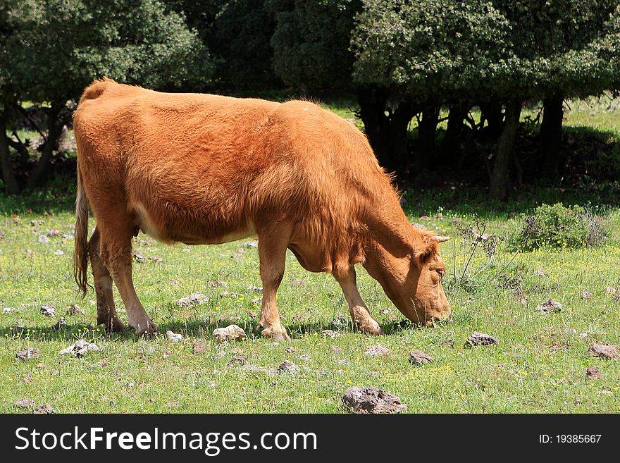 The brown cow on the field eating a grass