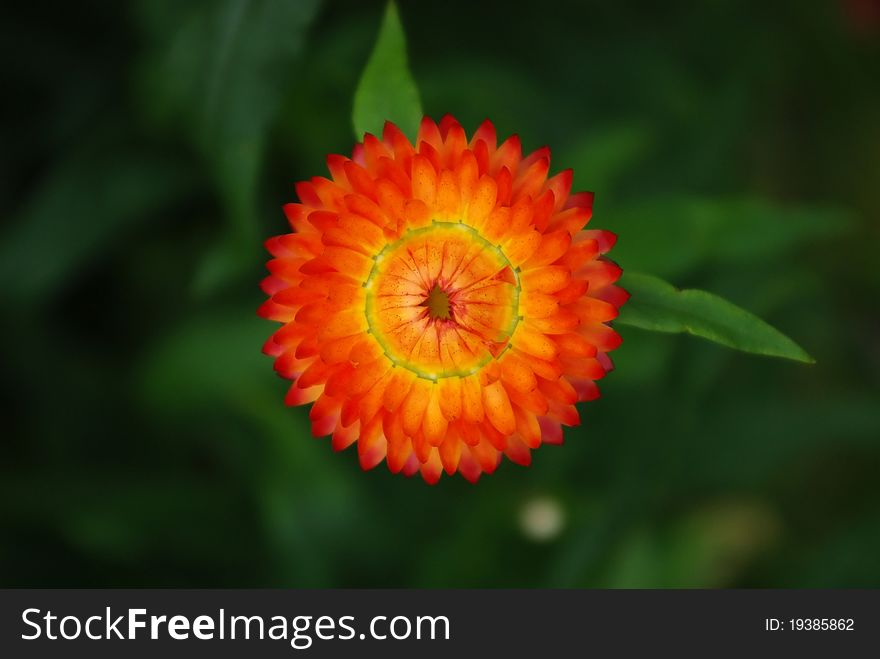 Helichrysum Flowers Suitable For Drying