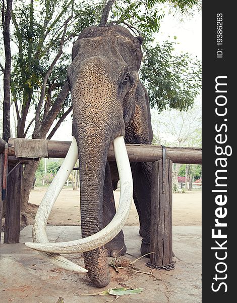 Old-age indian elephant photo