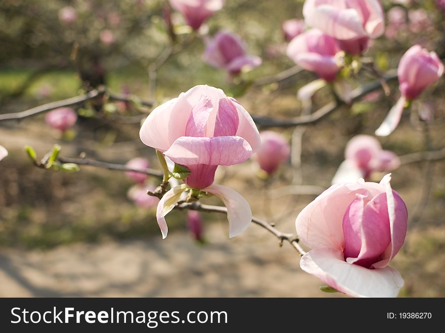 Big pink flowers of magnolia in bloom. Big pink flowers of magnolia in bloom
