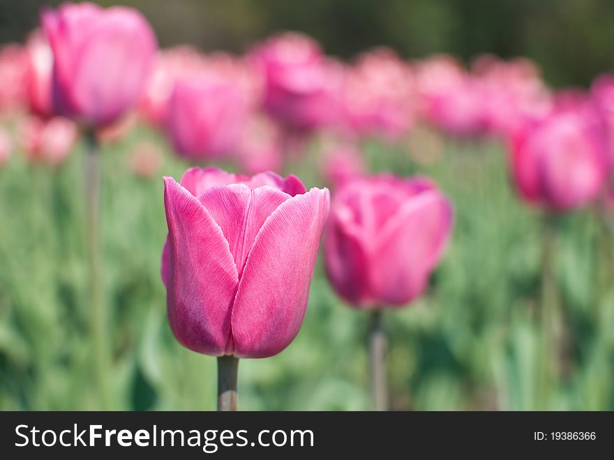 Purple tulip with DOF tulip bed in a background. Purple tulip with DOF tulip bed in a background